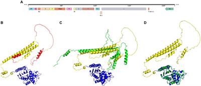 Exploring the secrets of virus entry: the first respiratory syncytial virus carrying beta lactamase